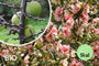 Biologische Chinese kwee - Chaenomeles cathayensis