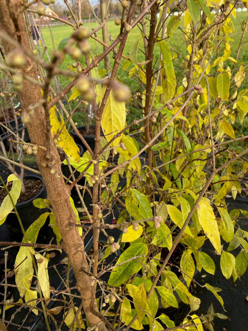 Meloenboompje - Chimonanthus praecox