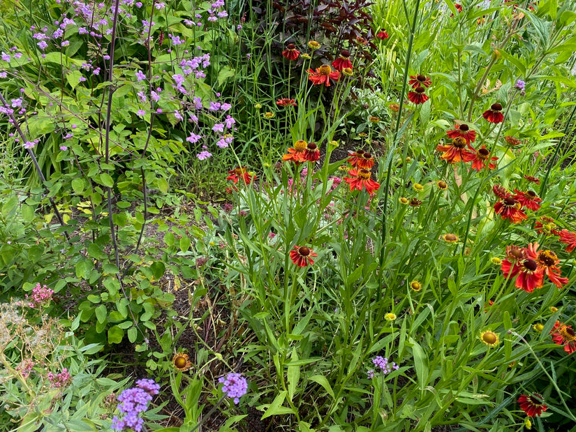 Zonnekruid - Helenium 'Moerheim Beauty' TIP