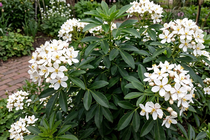 Mexicaanse oranjebloesem - Choisya ternata 'Greenfingers'