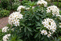 Mexicaanse oranjebloesem - Choisya ternata 'Greenfingers'