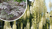 Zwarte Zilverkaars   Actaea racemosa (Cimicifuga)