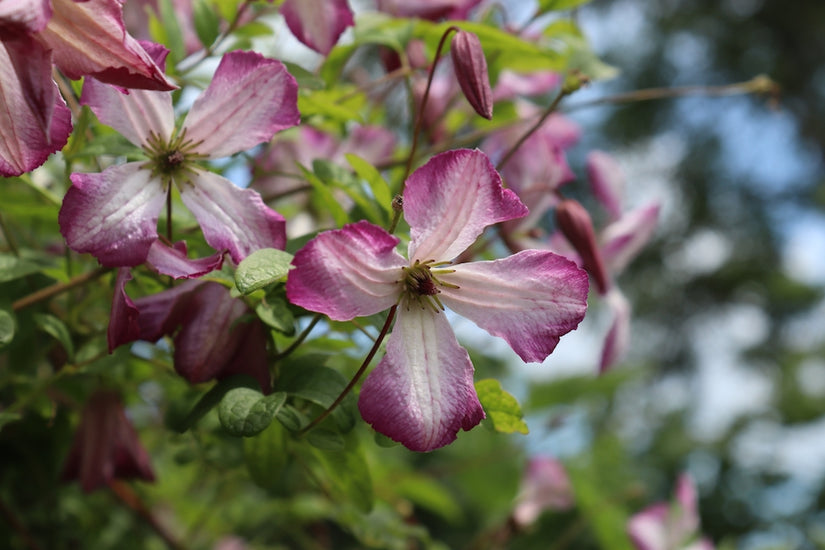 Bosrank - Clematis 'Minuet'