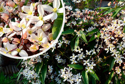 Biologische Bosrank - Clematis armandii 'Apple Blossom' BIO