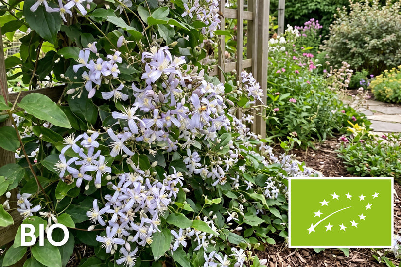 Biologische Bergbosrank (licht roze) - Clematis Praecox