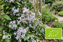 Biologische Bergbosrank (licht roze) - Clematis Praecox