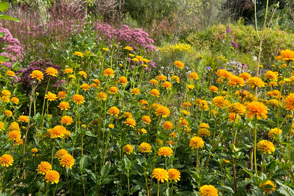 Meisjesogen - Coreopsis grandiflora 'Early Sunrise'