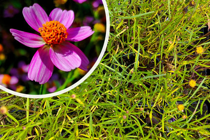 Meisjesogen (Roze) - Coreopsis rosea 'American Dream'