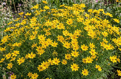 Meisjesogen - Coreopsis verticillata 'Grandiflora'