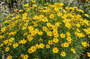 Meisjesogen - Coreopsis verticillata 'Grandiflora'