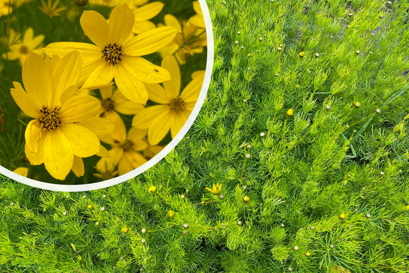 Meisjesogen - Coreopsis verticillata