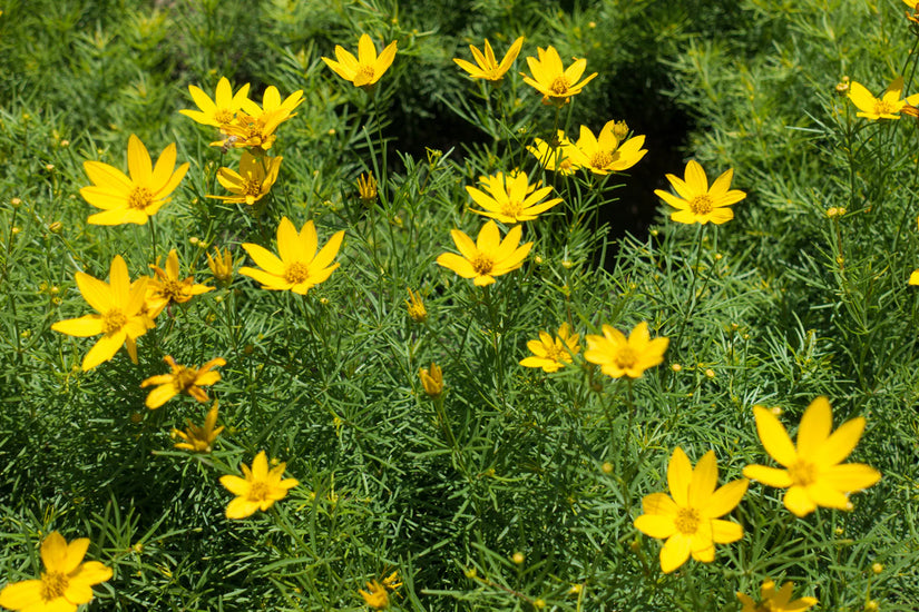 Borderpakket Roos - Bijvriendelijke Vaste planten mix Geel - Zon & halfschaduw