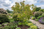 Japanse grootbloemige Kornoelje - Cornus kousa 'Rosy Teacups'