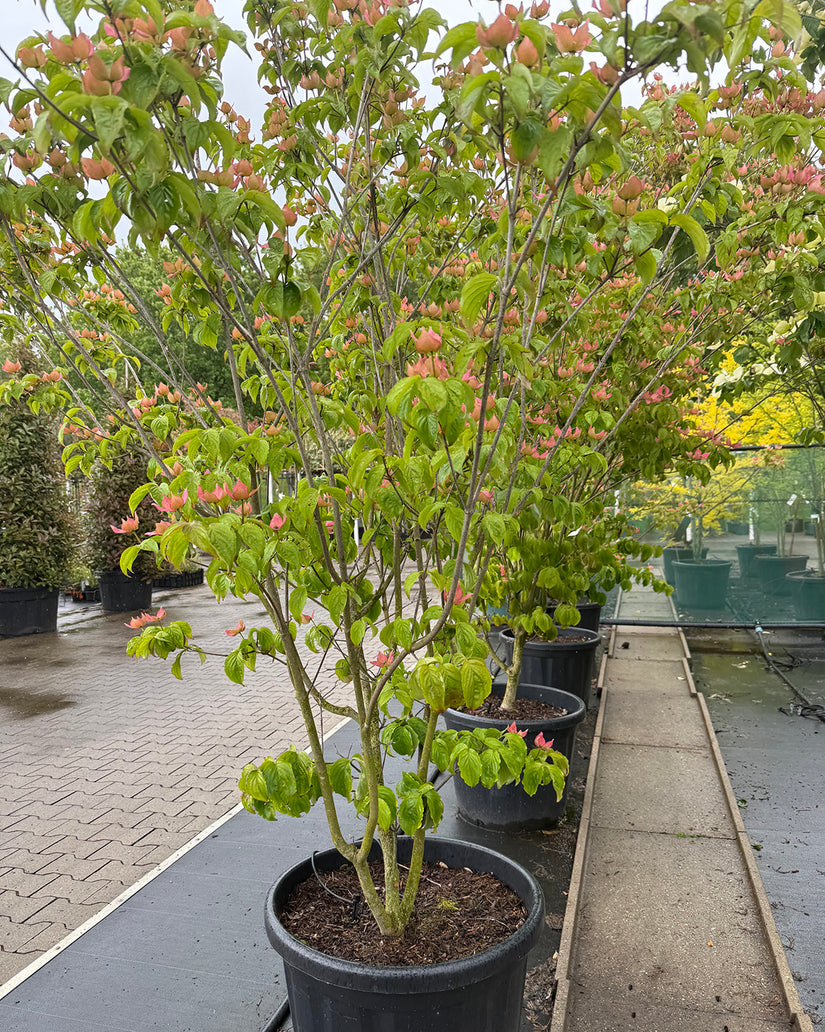 Japanse grootbloemige Kornoelje - Cornus kousa 'Rosy Teacups'