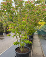 Japanse grootbloemige Kornoelje - Cornus kousa 'Rosy Teacups'