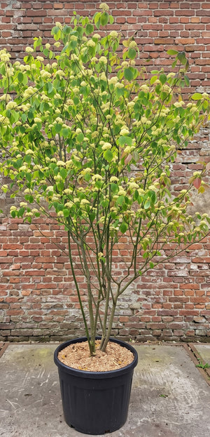 Meerstammig 200-250 cm, Solitaire met keurmerken