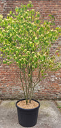 Pagode kornoelje (Meerstammig) - Cornus alternifolia