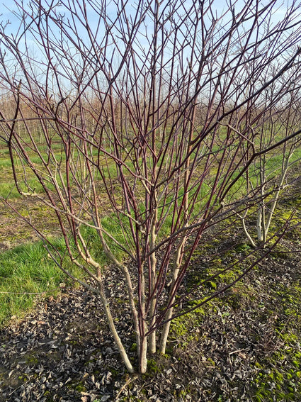 Pagode kornoelje - Cornus alternifolia