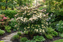 Japanse grootbloemige kornoelje - Cornus kousa 'Cappuccino'