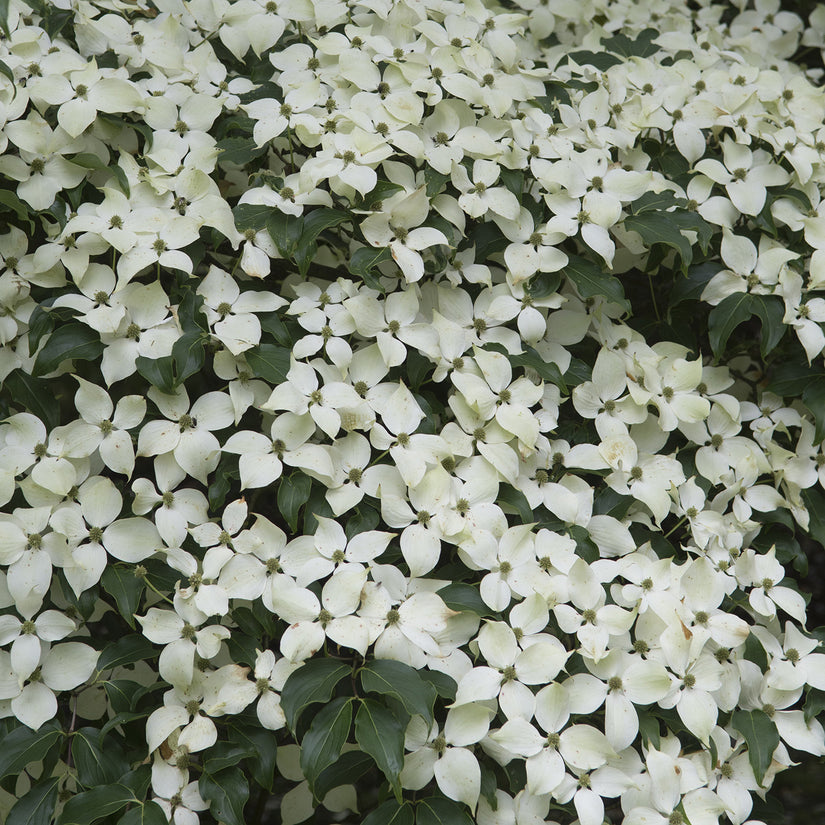 Japanse grootbloemige Kornoelje - Cornus kousa 'Weisse Fontaine'