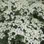 Japanse grootbloemige Kornoelje - Cornus kousa 'Weisse Fontaine'