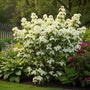 Japanse kornoelje - Cornus kousa 'Wieting's Select'