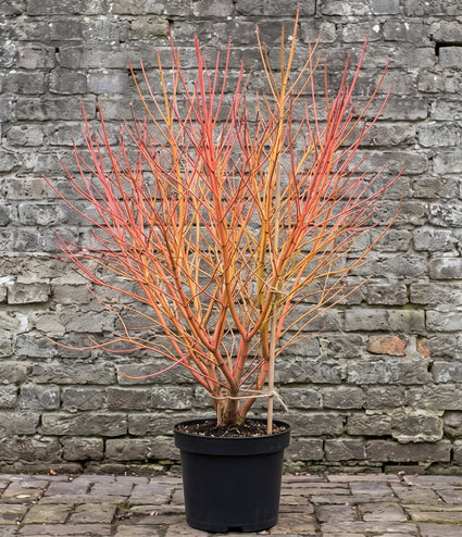 Kornoelje 'Oranje takken' - Cornus sanguinea 'Midwinter Fire'
