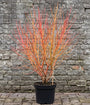Kornoelje 'Oranje takken' - Cornus sanguinea 'Midwinter Fire'
