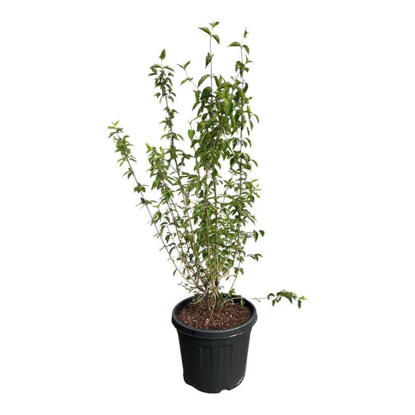 Gele kornoelje - Cornus mas (Inheemse sierheesters)