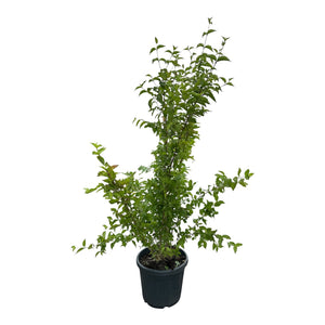Struikvorm 125-150 cm