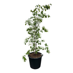 zuilvorm - 175-200 cm