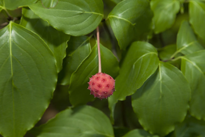 Japanse grootbloemige Kornoelje - Cornus kousa 'Weisse Fontaine'