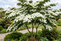 Japanse grootbloemige Kornoelje - Cornus kousa 'Weisse Fontaine'
