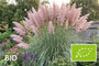 Biologisch Pampasgras - Cortaderia selloana 'Rosea'