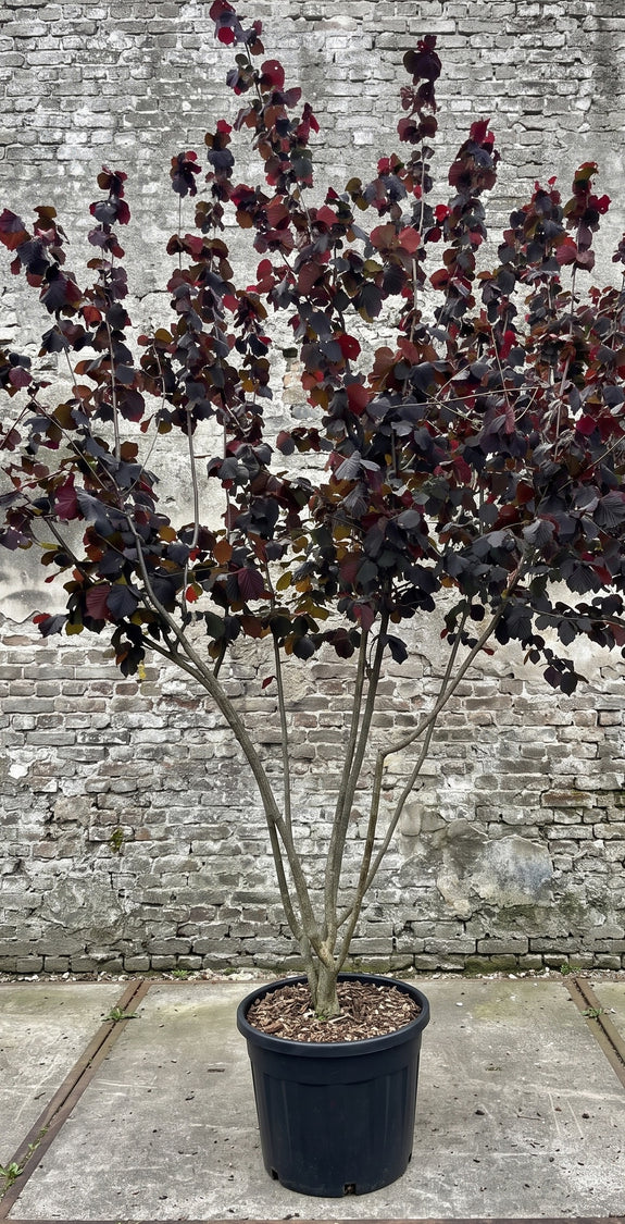 Rode Hazelaar - Corylus avellana 'Rode Zellernoot'