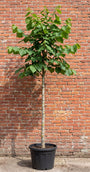 Boomhazelaar - Corylus colurna (Turkse Hazelaar)