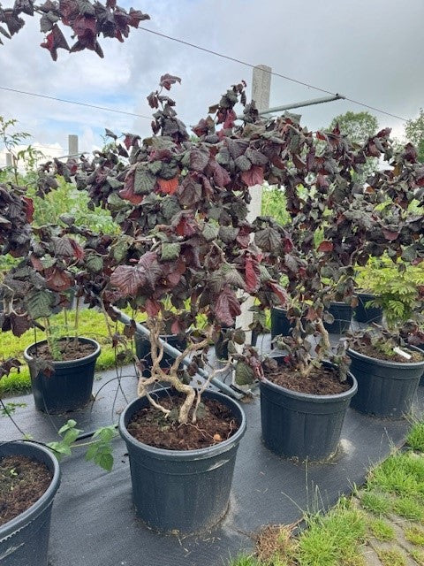 Kronkelhazelaar - Corylus 'Red Majestic'