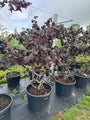 Kronkelhazelaar - Corylus 'Red Majestic'