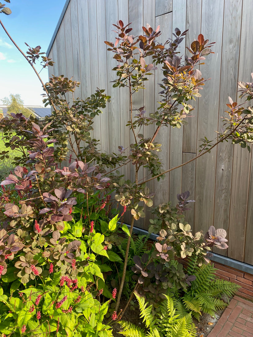 Rode Pruikenboom - Cotinus coggygria 'Royal Purple'