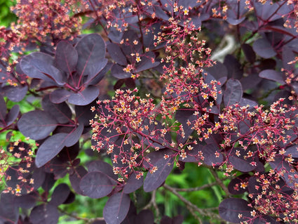 Rode Pruikenboom op stam - Cotinus coggygria 'Royal Purple' Halfstam