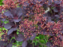 Rode Pruikenboom op stam - Cotinus coggygria 'Royal Purple' Halfstam