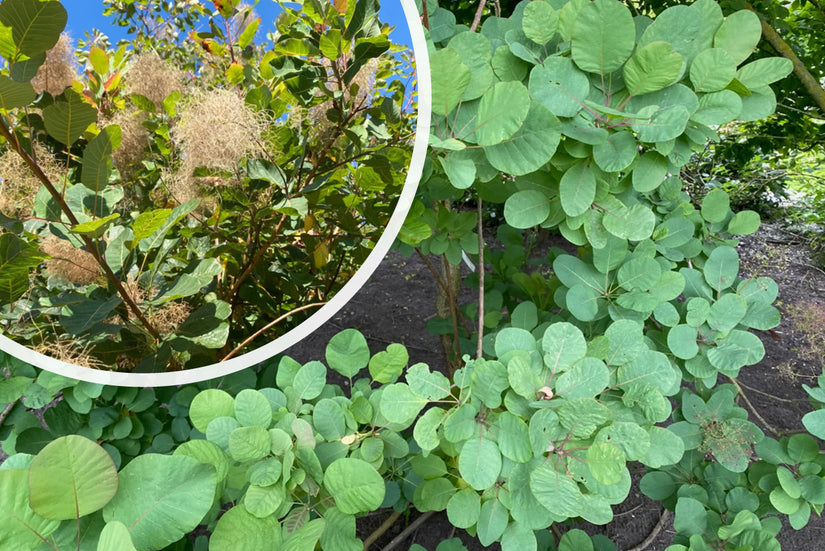 Pruikenboom (Groene soort) - Cotinus coggygria