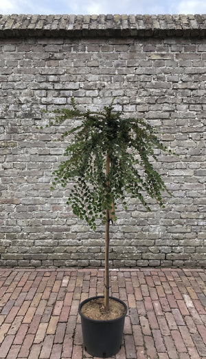 Stamhoogte 80 cm