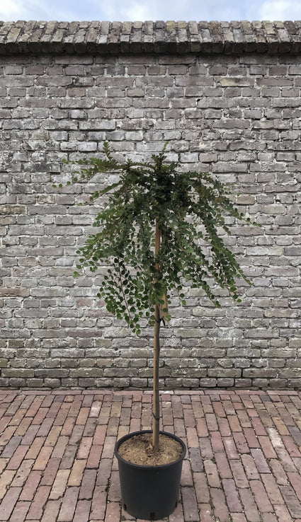 Cranberry dwergmispel (Halfstam) - Cotoneaster apiculatus 'Blackburn'