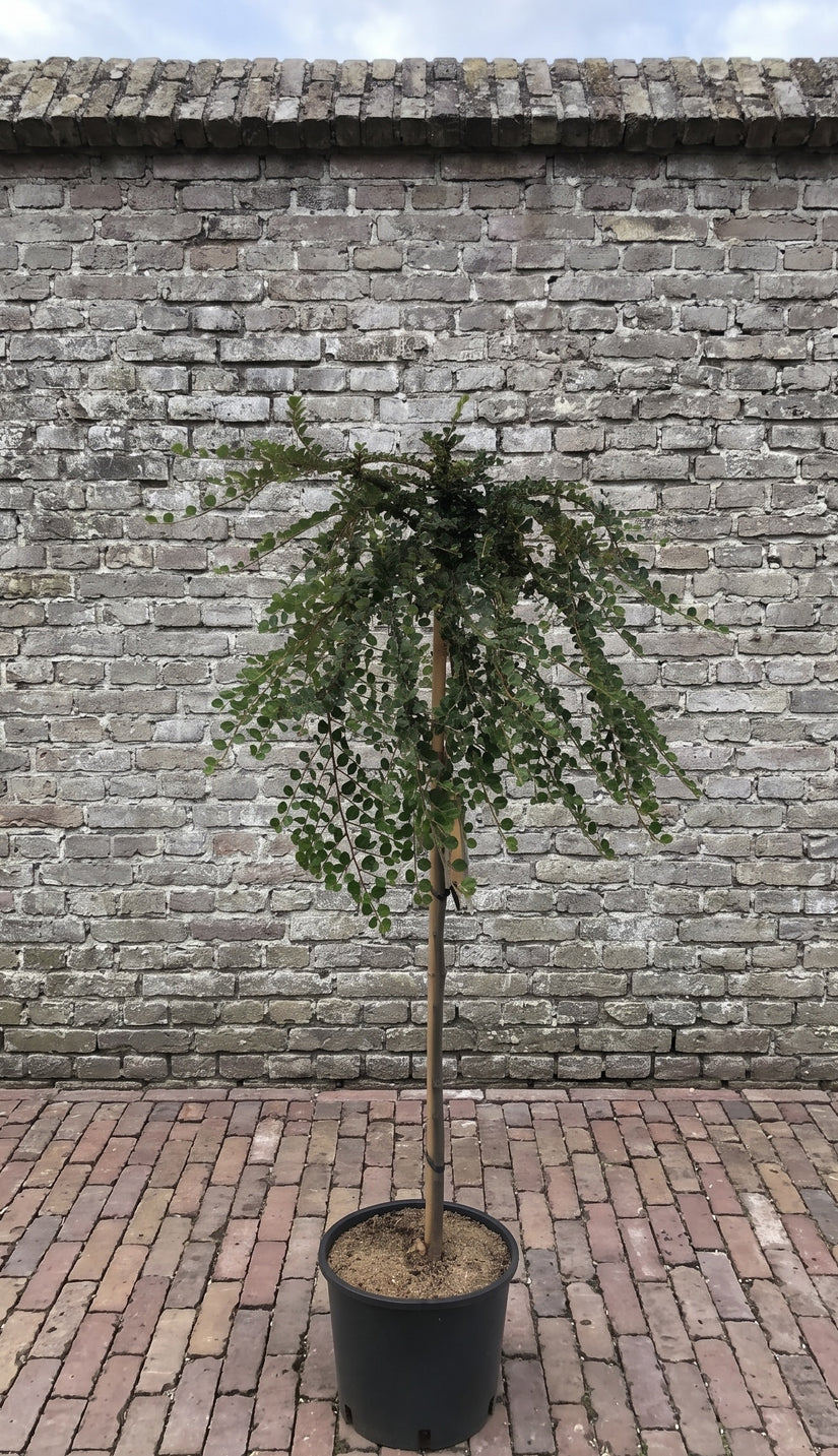 Cranberry dwergmispel (Halfstam) - Cotoneaster apiculatus 'Blackburn'