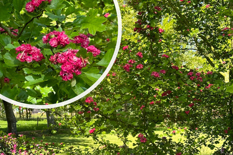 Tweestijlige Meidoorn rood Crataegus laevigata 'Paul's Scarlet'