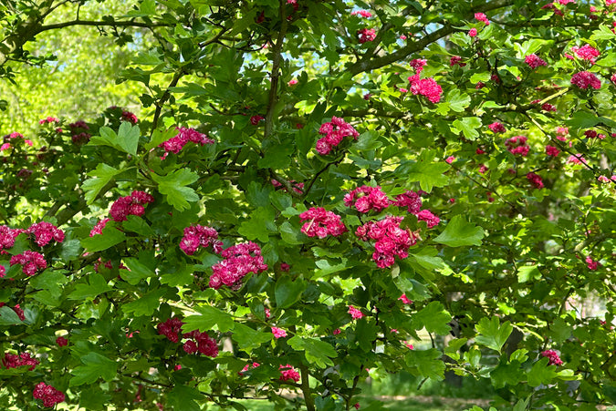 Tweestijlige Meidoorn rood Crataegus laevigata 'Paul's Scarlet'