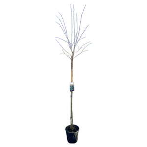 Halfstam 150 cm