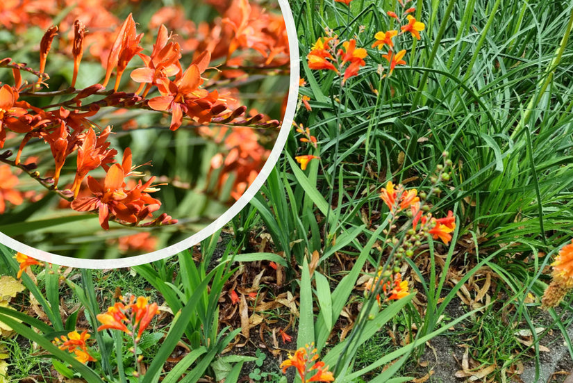 Montbretia - Crocosmia 'Emily McKenzie'