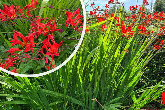 Montbretia - Crocosmia 'Lucifer'